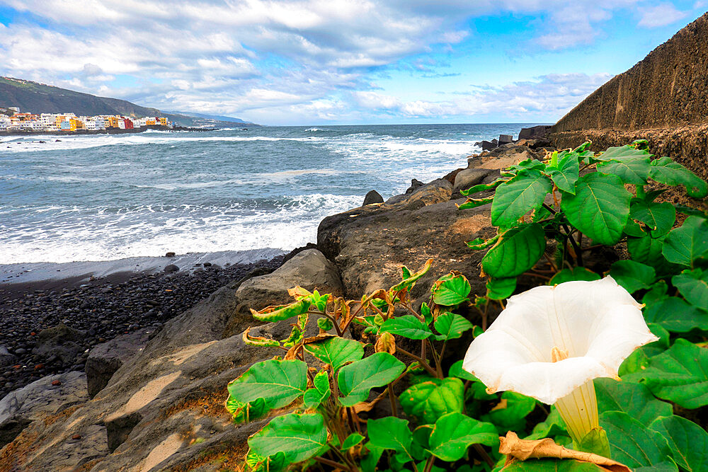 Puerto de la Cruz, Tenerife, Canary Islands, Spain, Atlantic, Europe