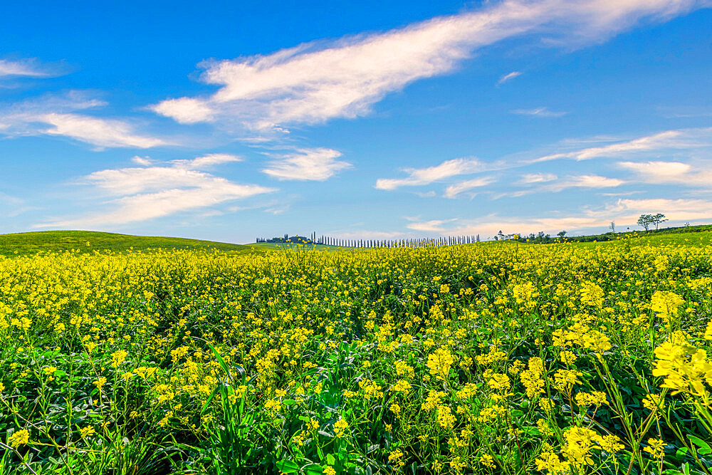 Meadows and farm in spring, Orcia Valley, Tuscany, Italy, Europe