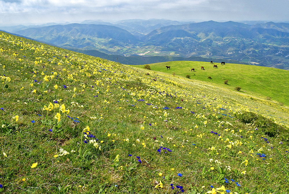 Wild flowers in bloom and horses, Mountain Acuto, Apennines, Umbria, Italy, Europe