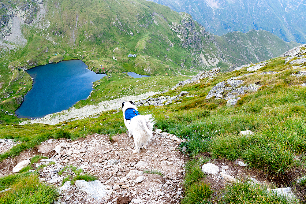 trekking with a dog in hogh mountains