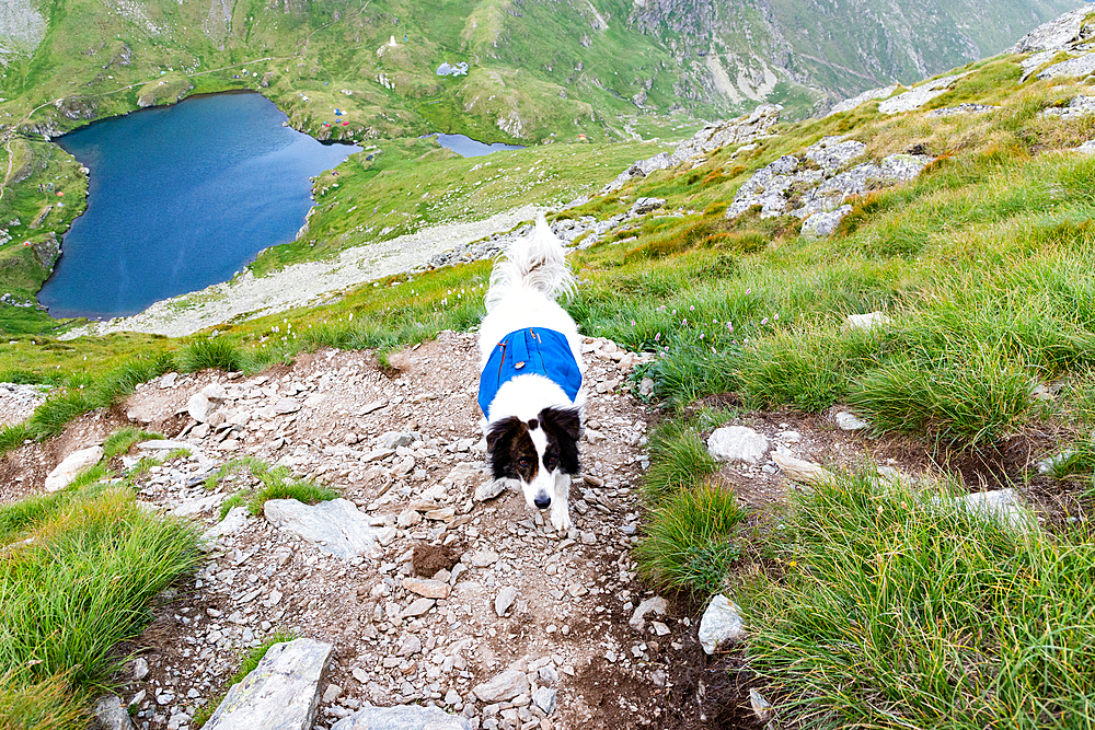 trekking with a dog in hogh mountains