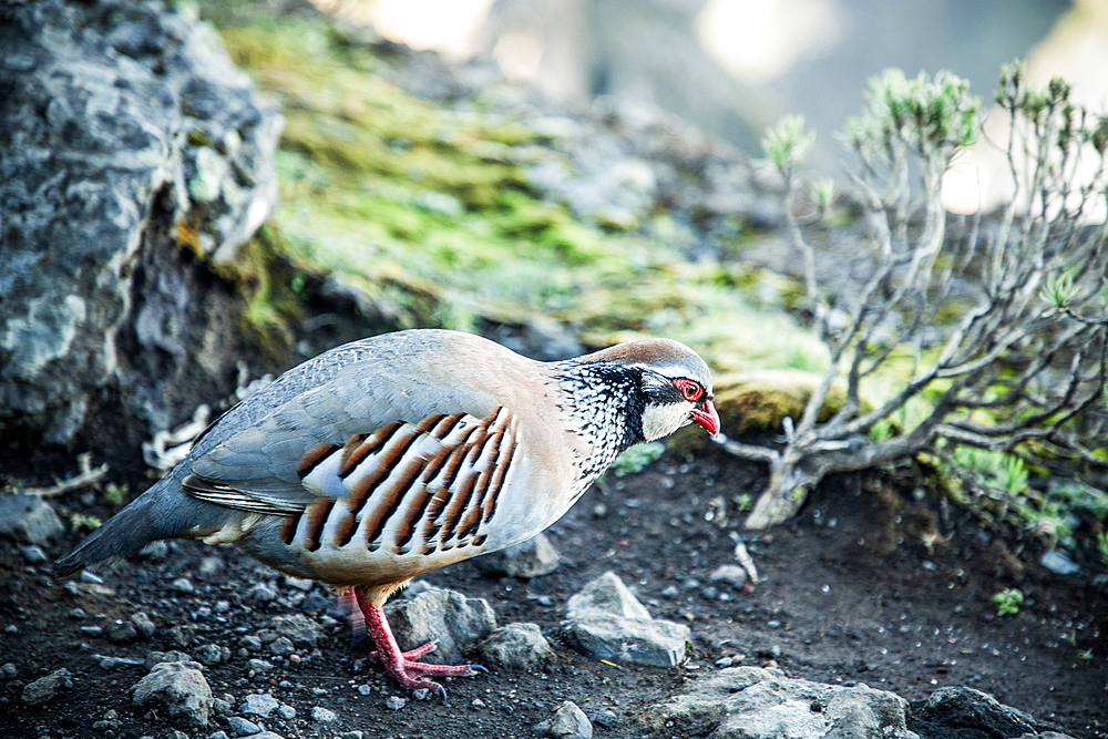 exotic bird in Madeira mountains