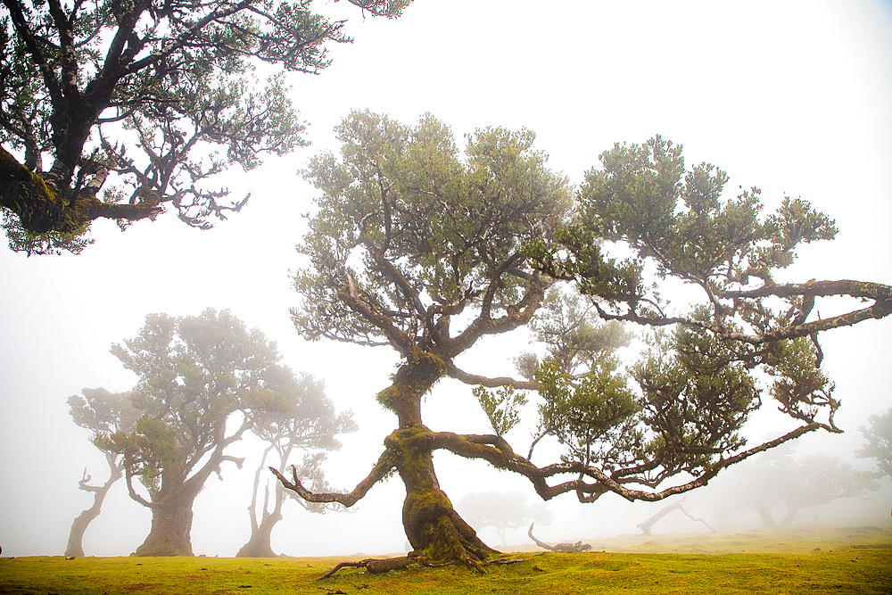 fanal laurel forest in madeira with majestic ancient trees