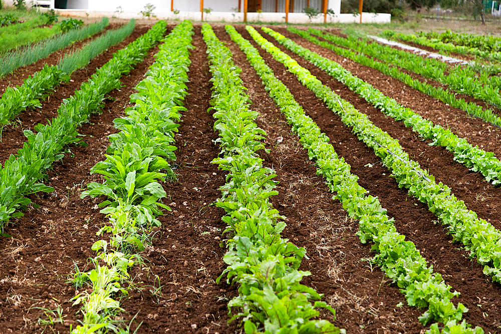 vegetables growing on an organic farm solar panel in background