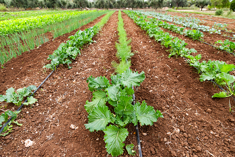 vegetables growing on an organic farm solar panel in background