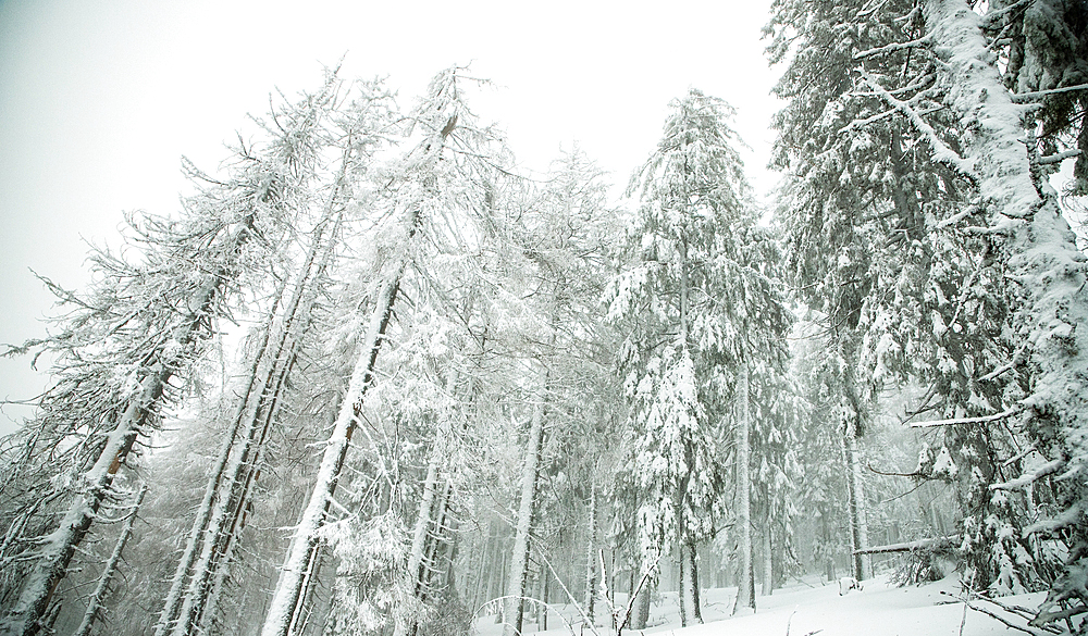 winter wonderland with snowy fir trees in the mountains