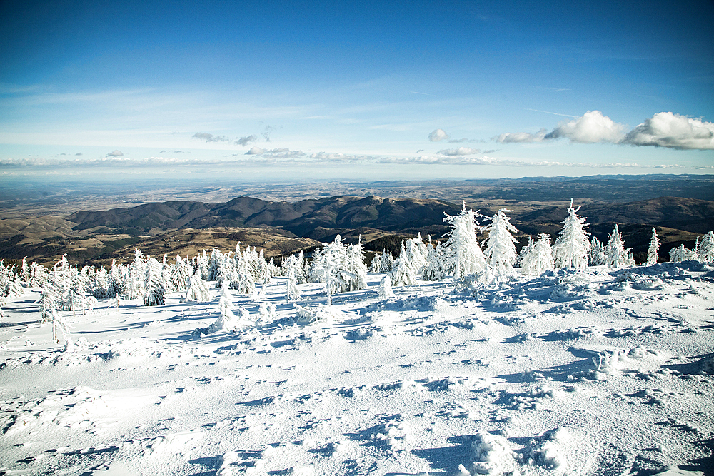 winter wonderland with snowy fir trees in the mountains