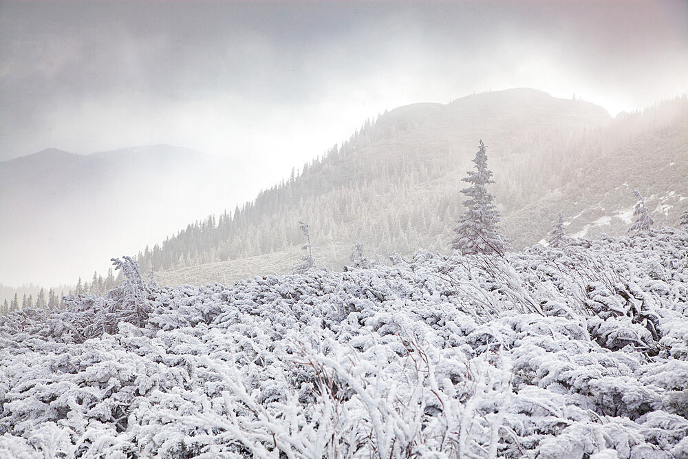 Ceahlau Massif in winter, Eastern Carpathians, Neamt County, Moldavia, Romania, Europe