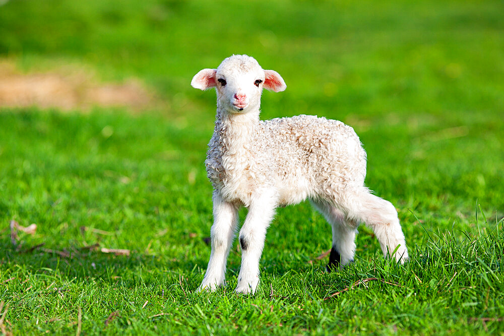 Cute little lamb in spring time, Salciua, Romania, Europe