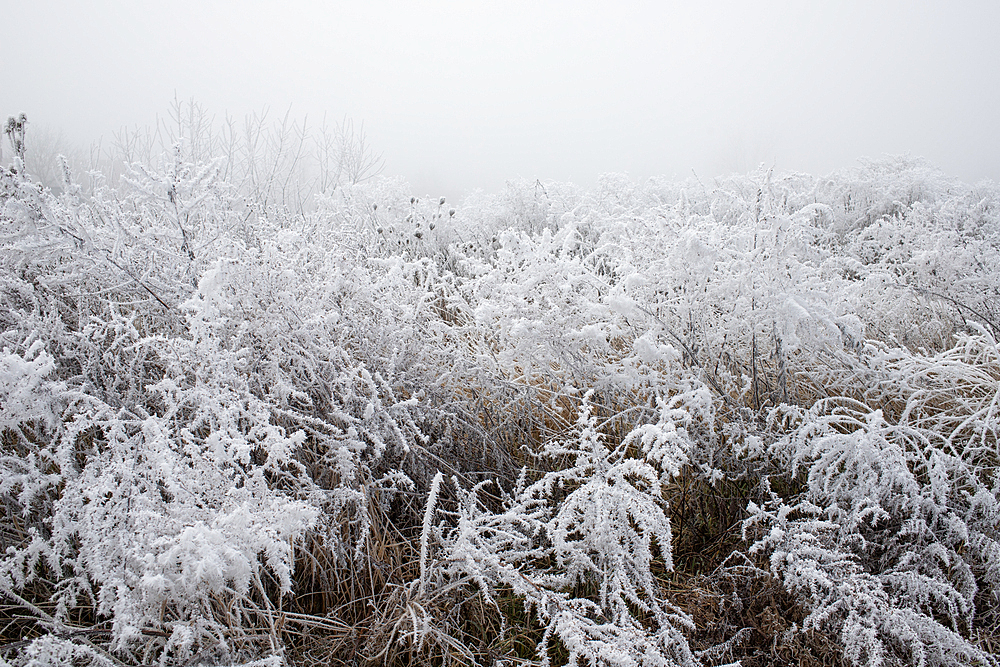 Frozen scene in winter, Romania, Europe