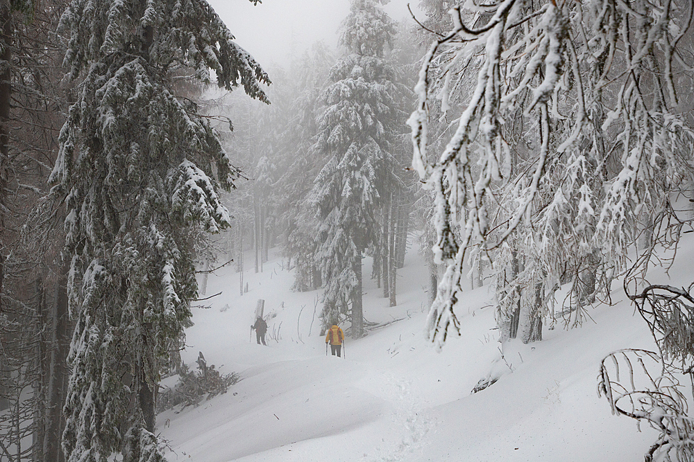 Frozen winter landscape, Vladeasa Mountains, Romania, Europe