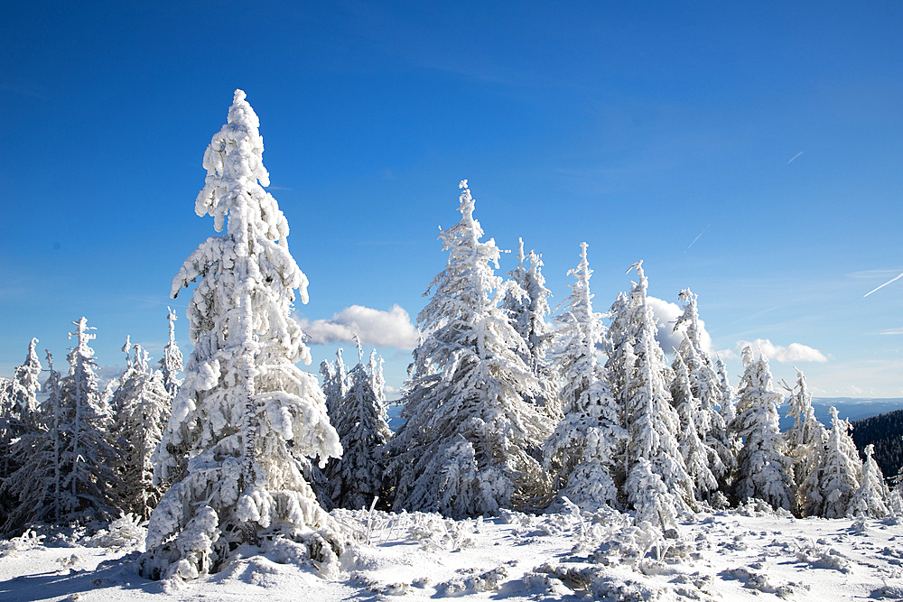 Frozen winter landscape, Vladeasa Mountains, Romania, Europe