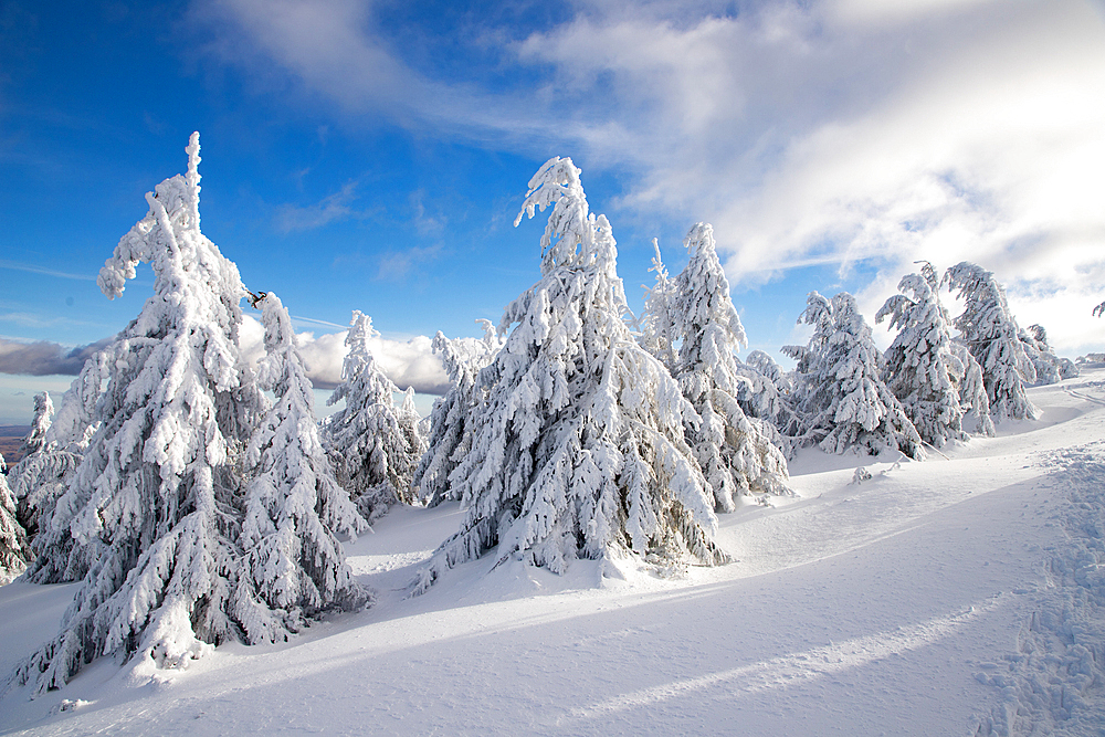 Frozen winter landscape, Vladeasa Mountains, Romania, Europe