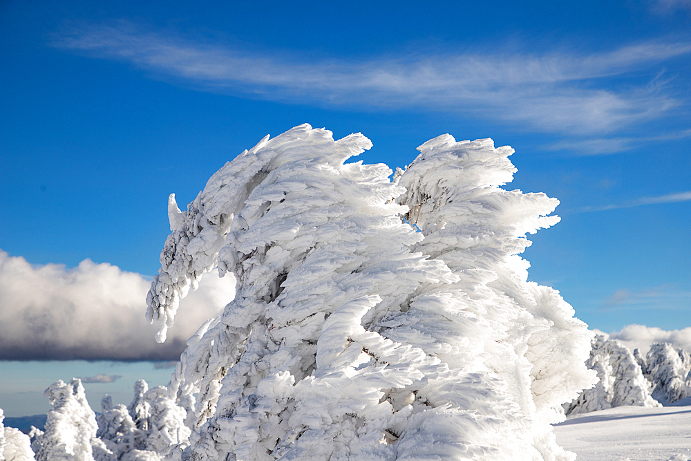 Frozen winter landscape, Vladeasa Mountains, Romania, Europe