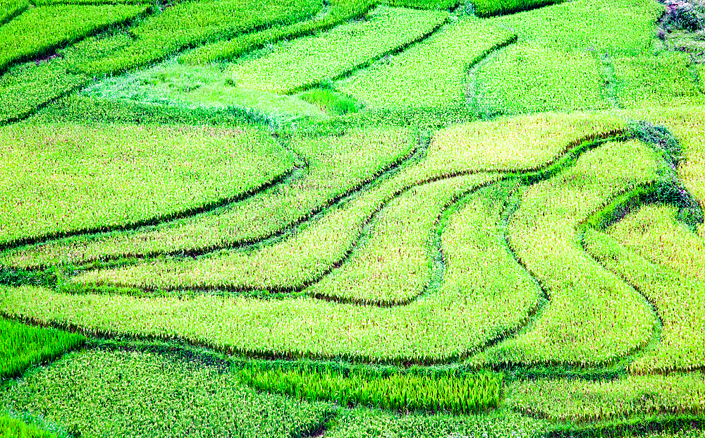 Rice fields in Sa Pa, Lao Cai, Vietnam, Indochina, Southeast Asia, Asia