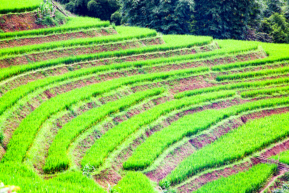 Rice fields in Sa Pa, Lao Cai, Vietnam, Indochina, Southeast Asia, Asia