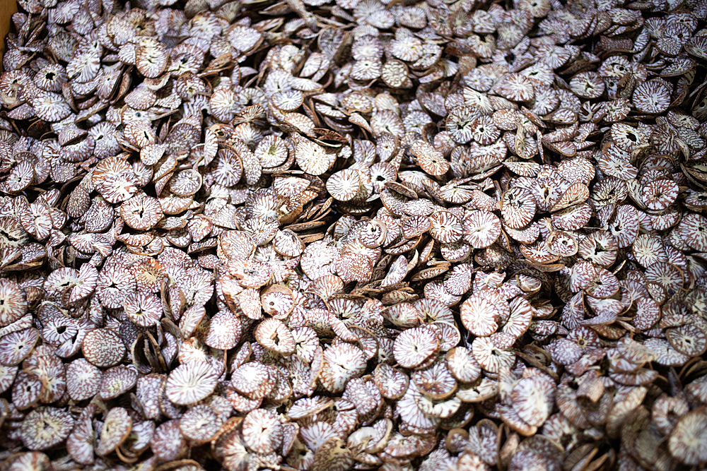 betel nut or Dried Supari Chips