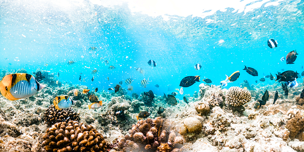 coral reef and sea life banner