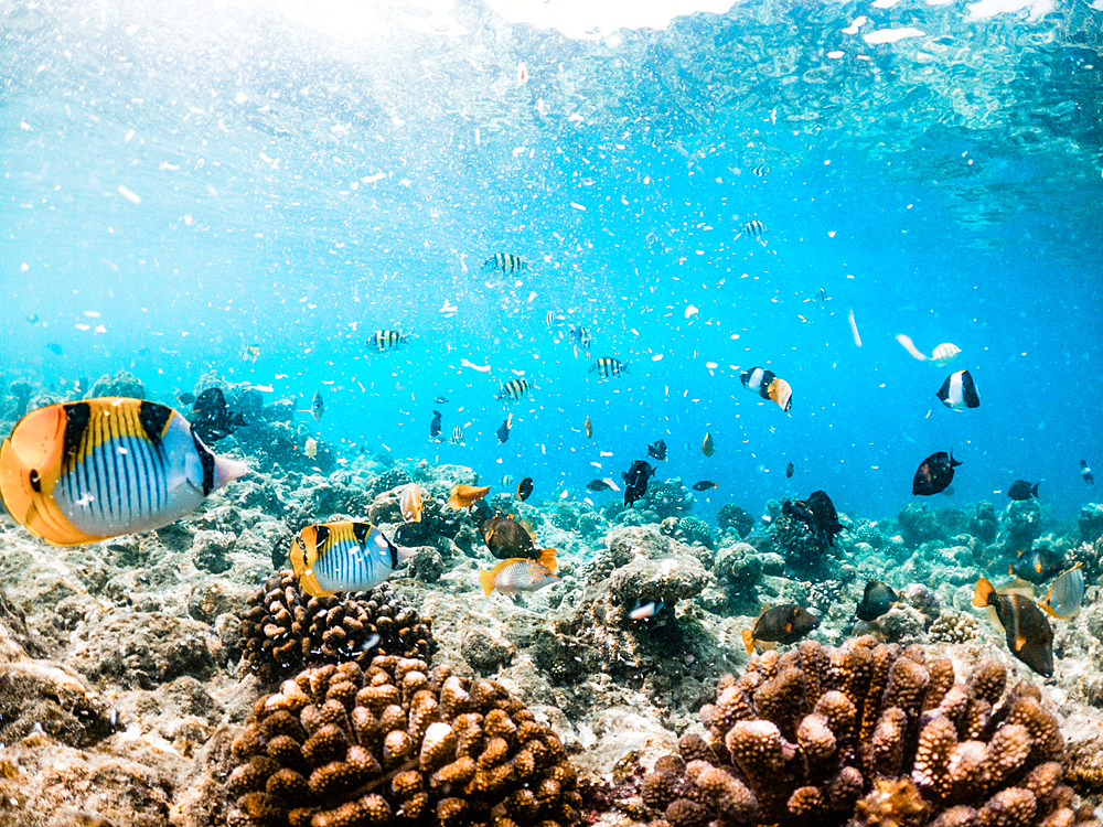 corals and tropical fish underwater sea life