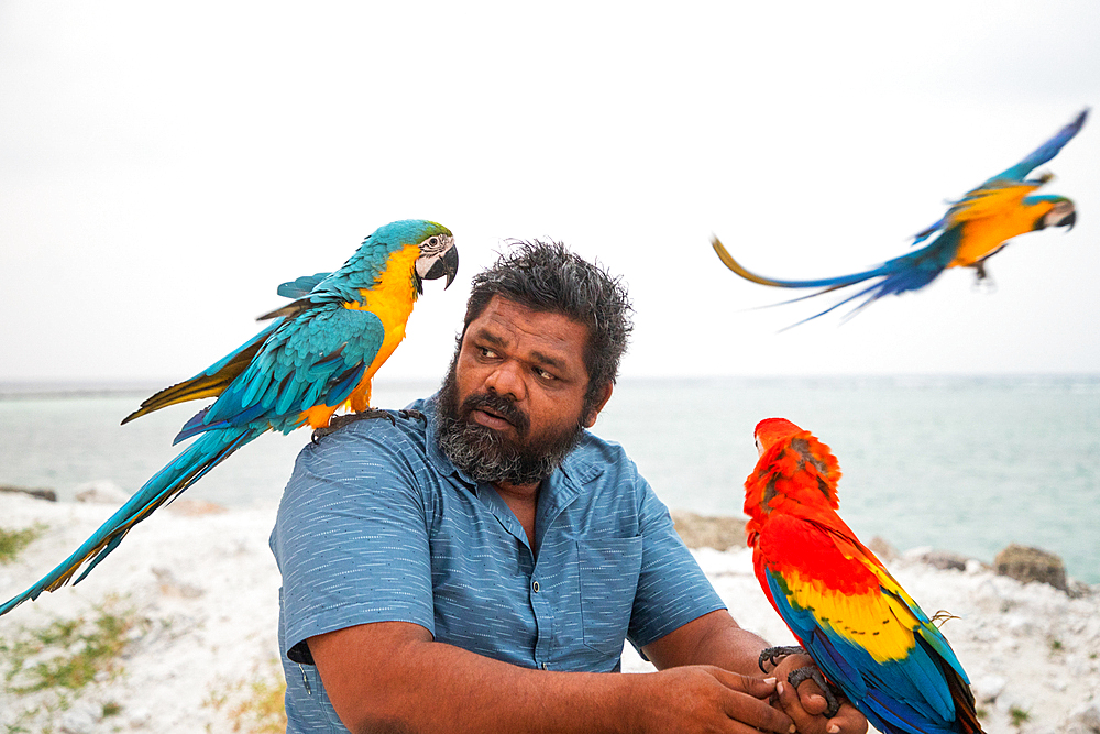 UKULHAS, MALDIVES - JANUARY 2023: people flying their macaws on the beach on Ukulhas island, Maldives