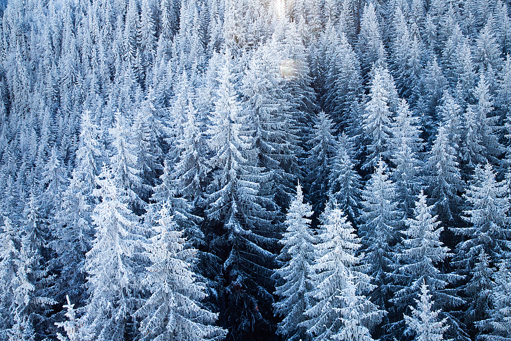 aerial view of snow covered fir trees