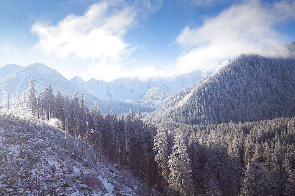 aerial view of snow covered fir trees