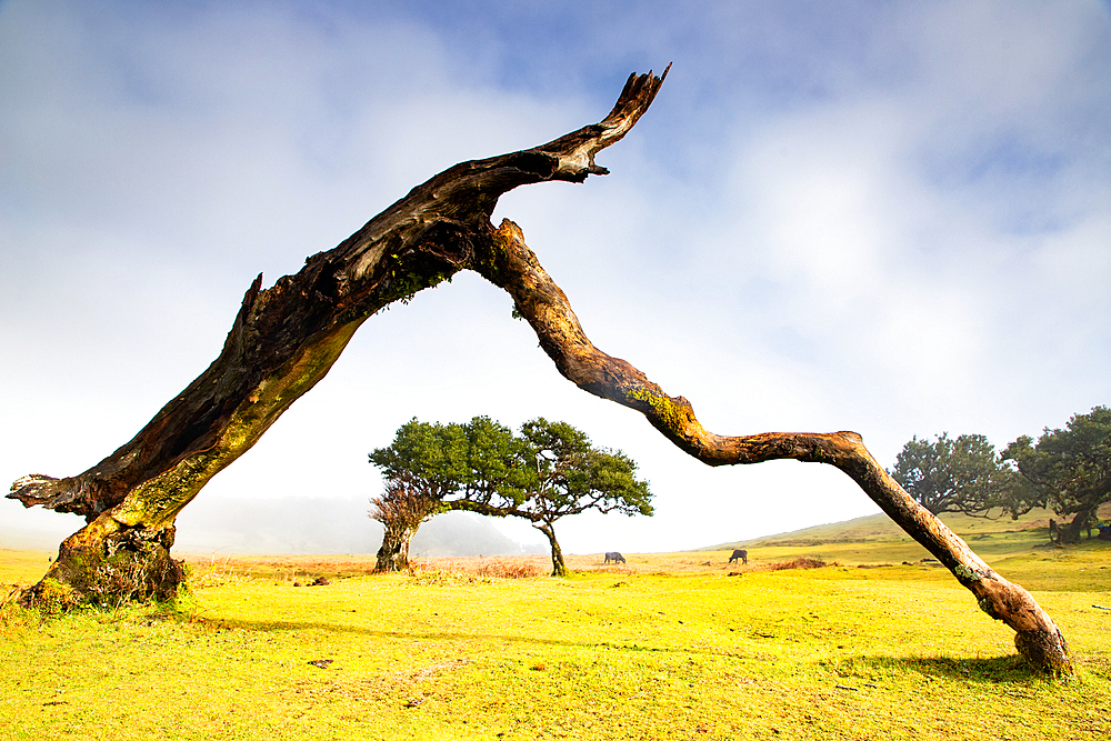 fanal laurel forest in madeira with majestic ancient trees