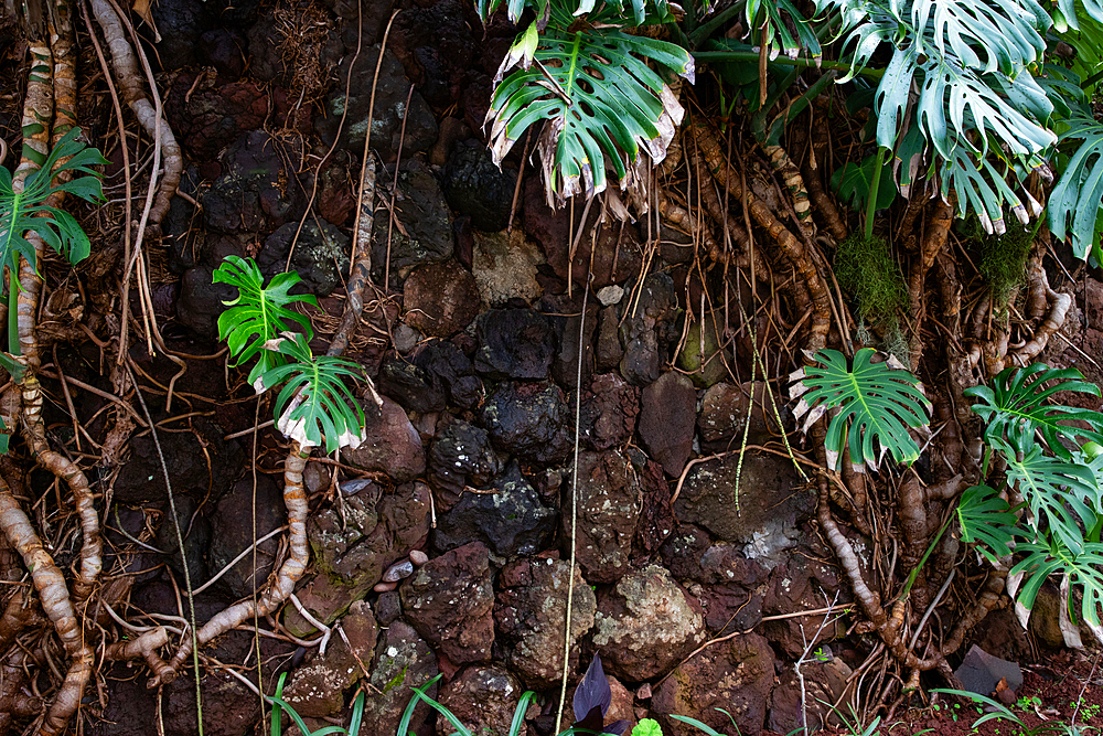 Landscape on the trek between Arieiro peak and Ruivo peak of Madeira island, Portugal