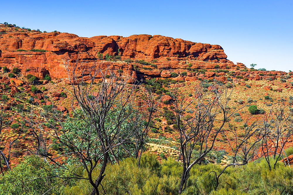 Fauna recovering from wildfires at Kings Canyon, Northern Territory, Australia, Pacific