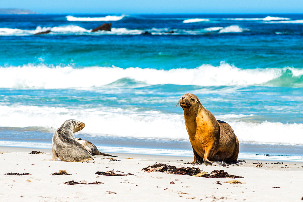 Australian Sea Lions (Neophoca cinerea), on Seal Bay, Kangaroo Island, South Australia, Australia, Pacific