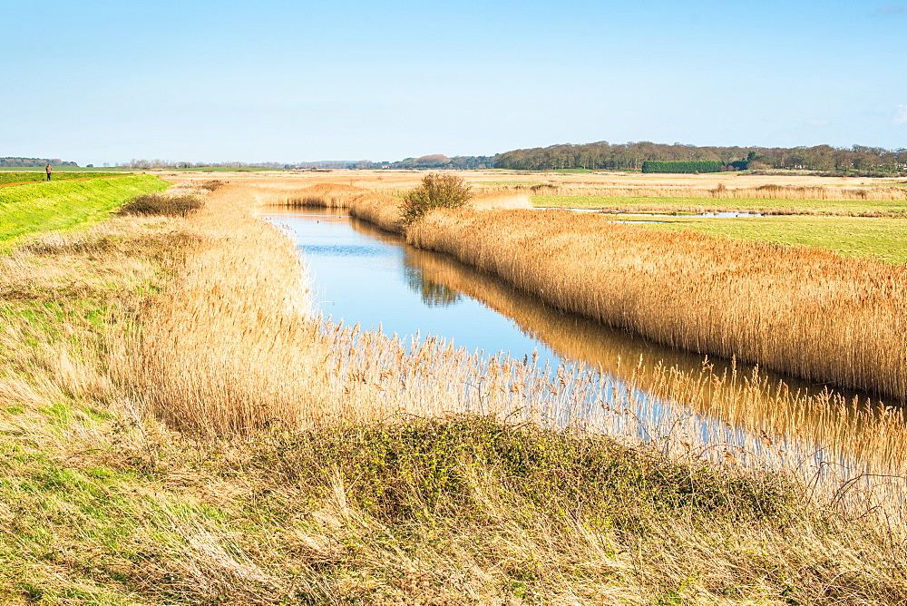 Golden reeds on wetlands off Norfolk Coast Path National Trail near Burnham Overy Staithe, Norfolk, East Anglia, England, United Kingdom, Europe