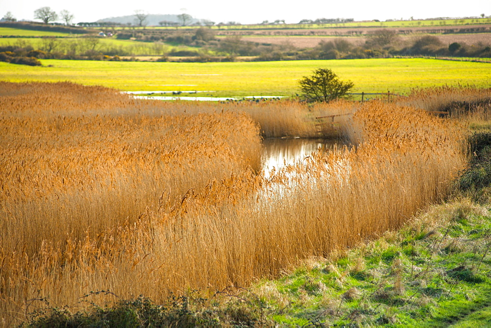 Golden reeds on wetlands off Norfolk Coast Path National Trail near Burnham Overy Staithe, Norfolk, East Anglia, England, United Kingdom, Europe