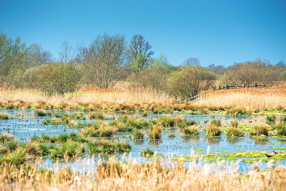 Wetlands at Wicken Fen National Nature Reserve, Cambridgeshire, East Anglia, England, United Kingdom, Europe