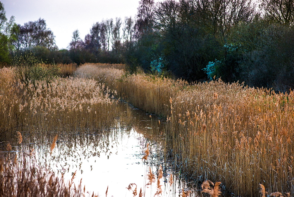 The warm evening sun hits reed beds at Wicken Fen Nature Reserve in Cambridgeshire, East Anglia, England, United Kingdom, Europe