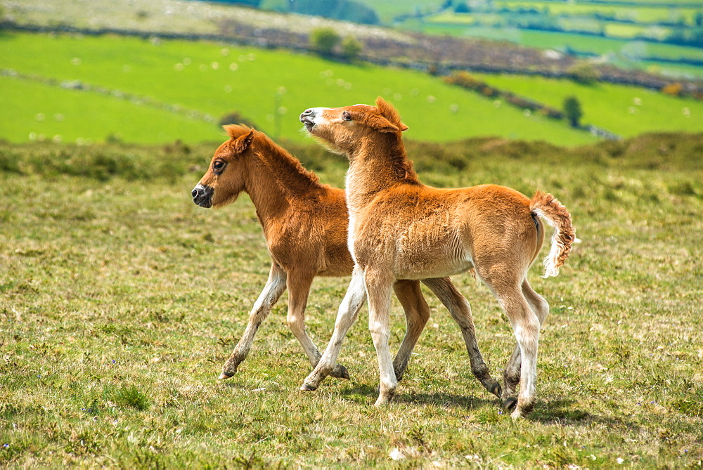 Two Dartmoor pony foals in Dartmoor National park in Devon, England, United Kingdom, Europe