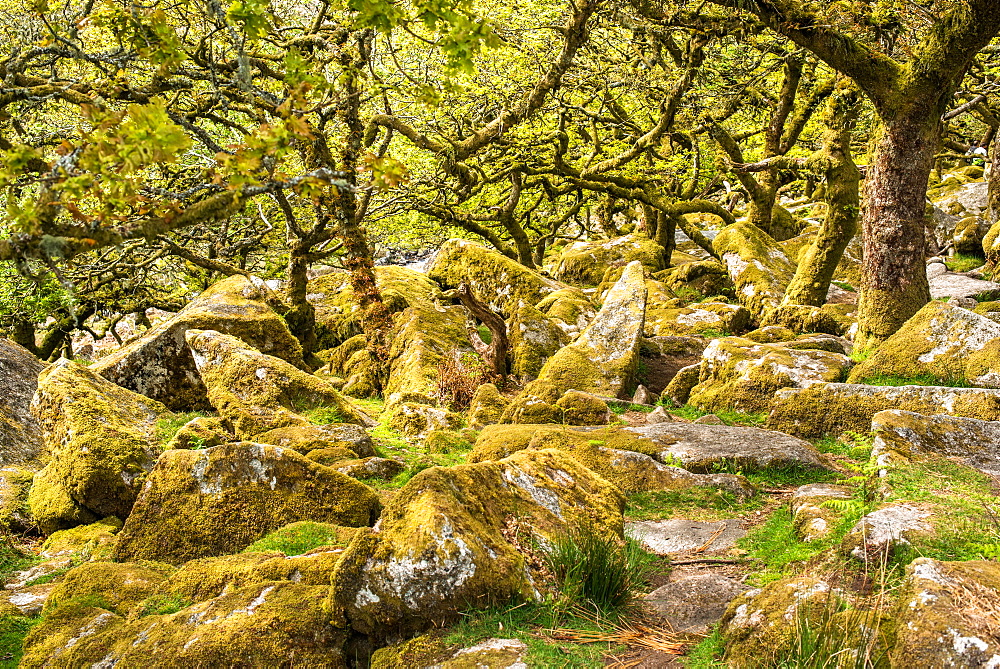 Sessile oaks and moss in Wistman's Wood, Dartmoor, Devon, England, United Kingdom, Europe