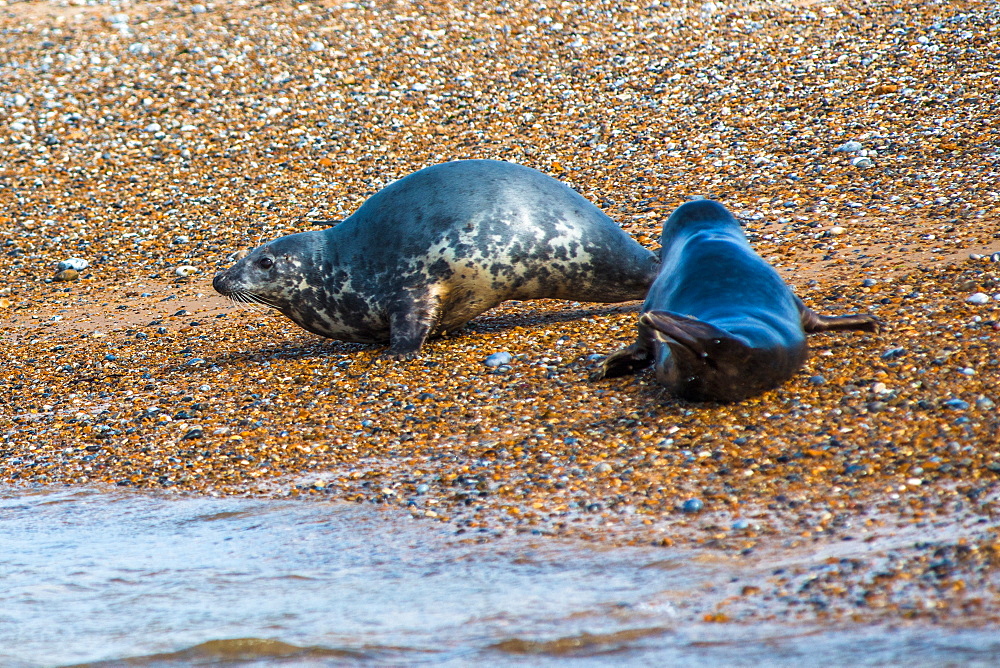 Grey seals and Common (Harbour) seals on beach at Blakeney Point, Norfolk, England, United Kingdom, Europe