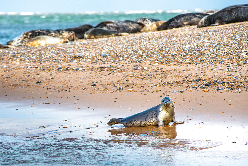 Grey seals and Common (Harbour) seals (Phoca vitulina) on beach at Blakeney Point, Norfolk, England, United Kingdom, Europe