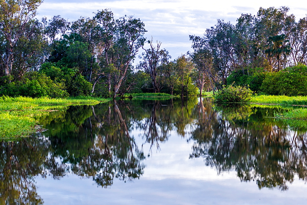 Yellow Water billabong and wetland, Kakadu National Park, UNESCO World Heritage Site, Northern Territory, Australia, Pacific