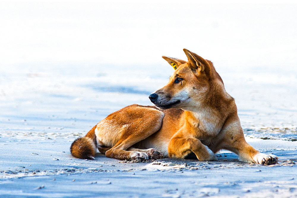 Wild dingo on Seventy Five Mile Beach, Fraser Island, Queensland, Australia, Pacific