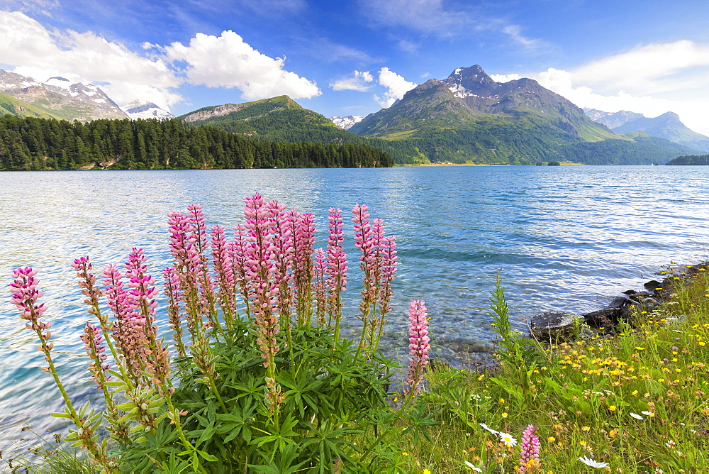 Bloom of Lupinus (Lupine) at Lej da Sils, Engadine Valley, Graubunden, Switzerland, Europe