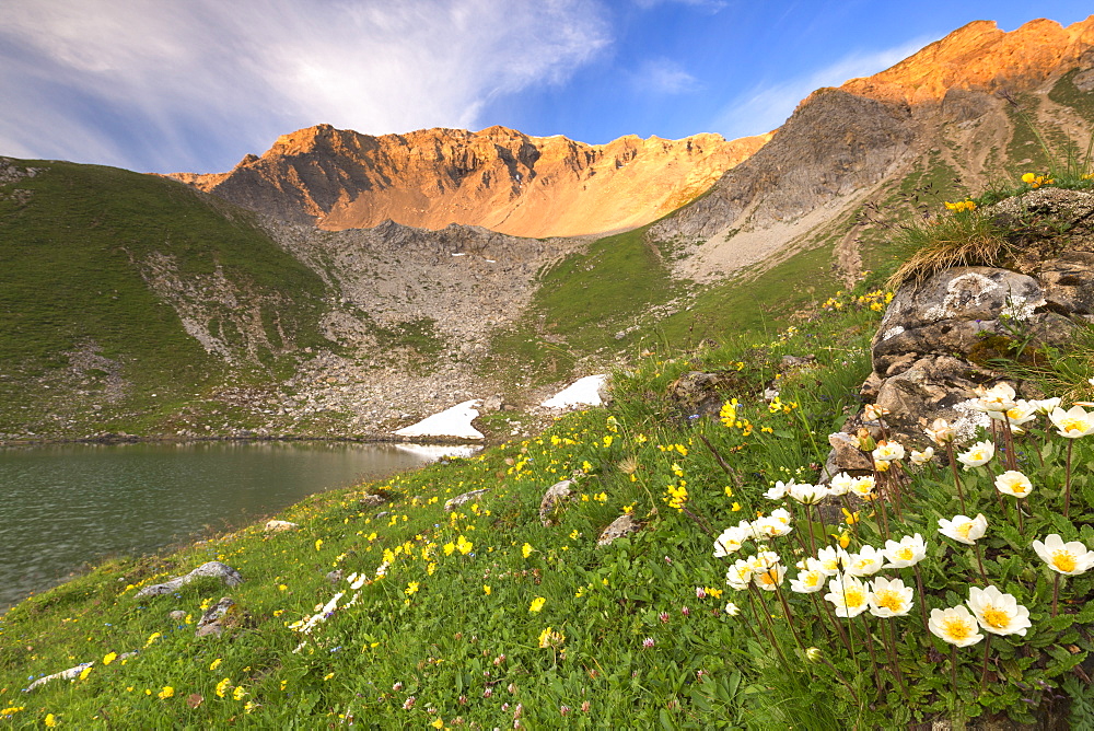 Summer blooms at Lej da Prastinaun, Arpiglia Valley (Val Arpiglia), Engadine Valley, Graubunden, Switzerland, Europe