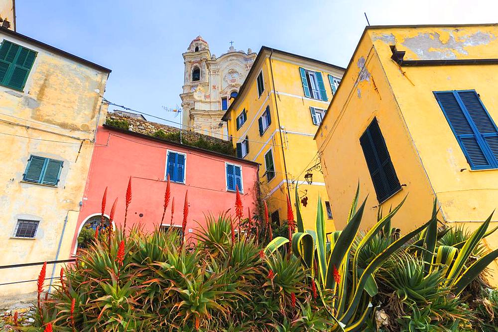 Flowers among coloured houses of Cervo, Imperia province, Liguria, Italy, Europe