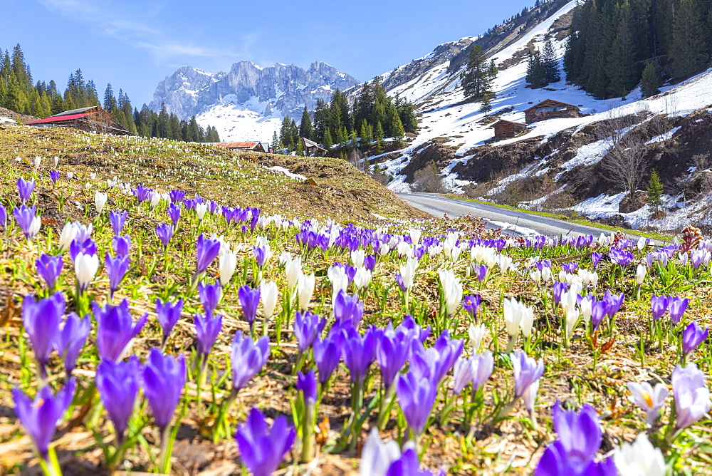 Flowering of crocus in Partnun, Prattigau valley, District of Prattigau/Davos, Canton of Graubunden, Switzerland, Europe