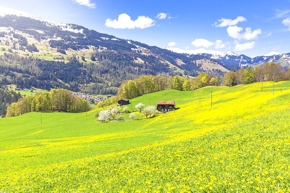 Spring blooms in Sankt Antonien, Prattigau valley, District of Prattigau/Davos, Canton of Graubunden, Switzerland, Europe