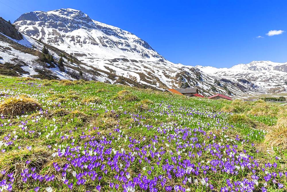 Flowering of purple crocus nivea at Julier Pass, Parc Ela, Region of Albula, Canton of Graubunden, Switzerland, Europe