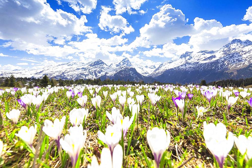 Flowering of crocus at Alp Flix, Sur, Surses, Parc Ela, Region of Albula, Canton of Graubunden, Switzerland, Europe