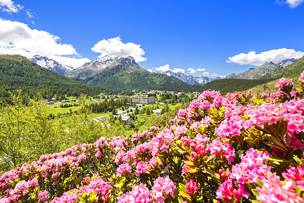 Rhododendrons with Maloja Pass in the background, Maloja Pass, Engadine, Graubunden, Switzerland, Europe