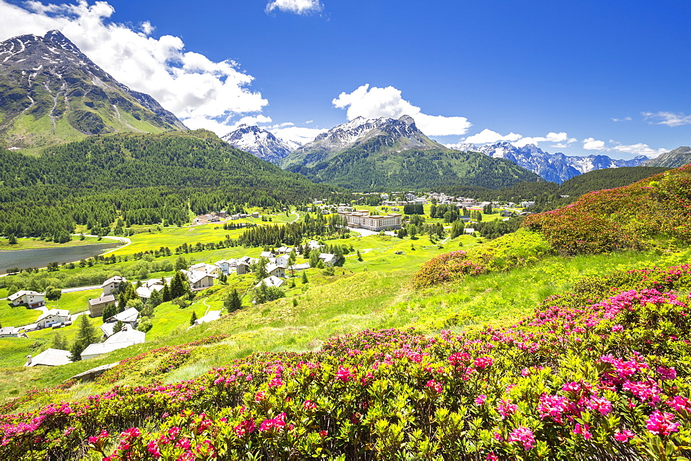 Rhododendrons in flower with Maloja Pass in the background, Maloja Pass, Engadine, Graubunden, Switzerland, Europe