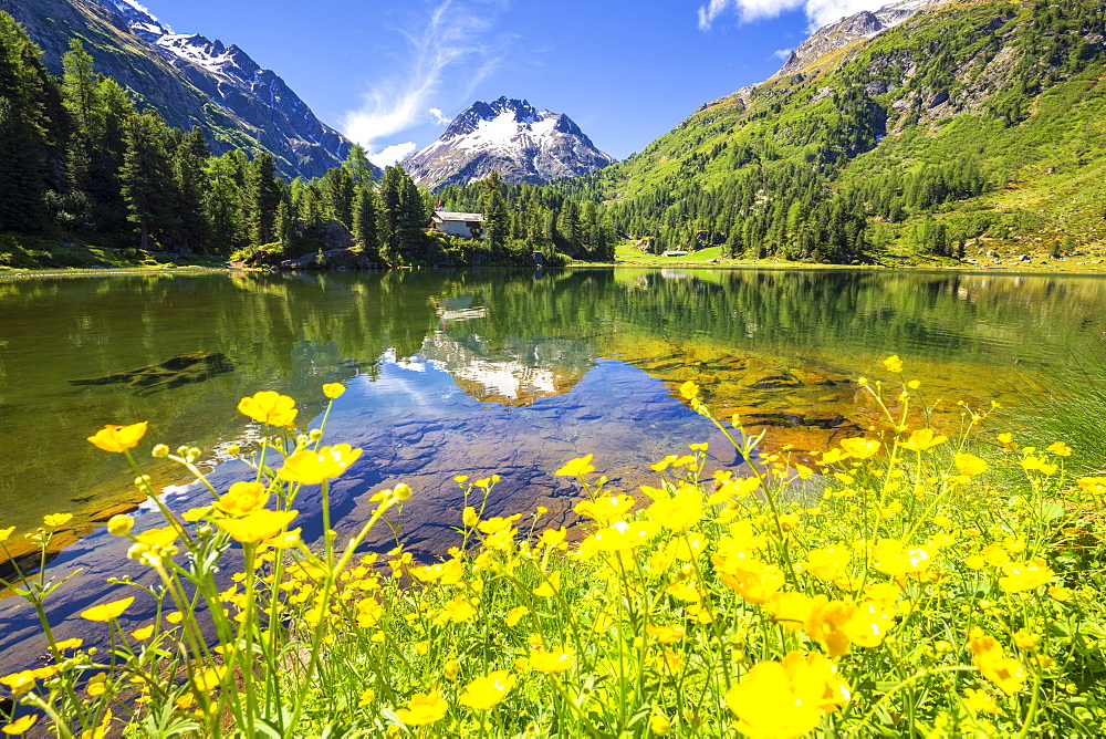 Summer flowers at Lake Cavloc, Forno Valley, Maloja Pass, Engadine, Graubunden, Switzerland, Europe